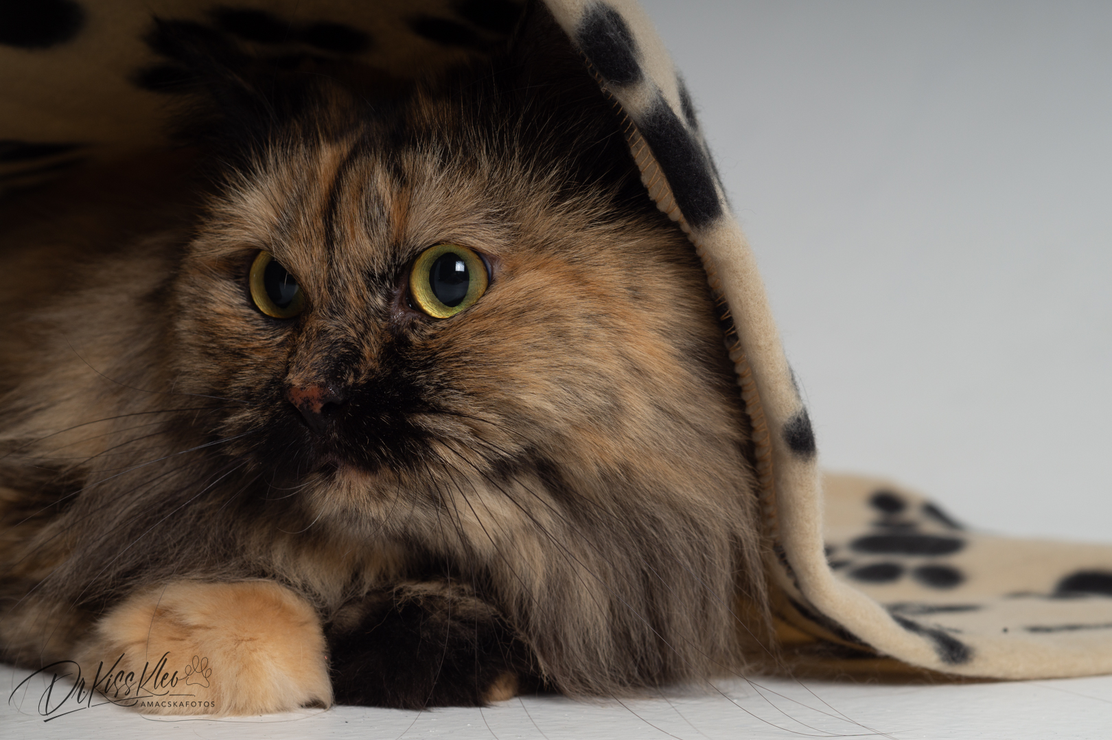 Lola